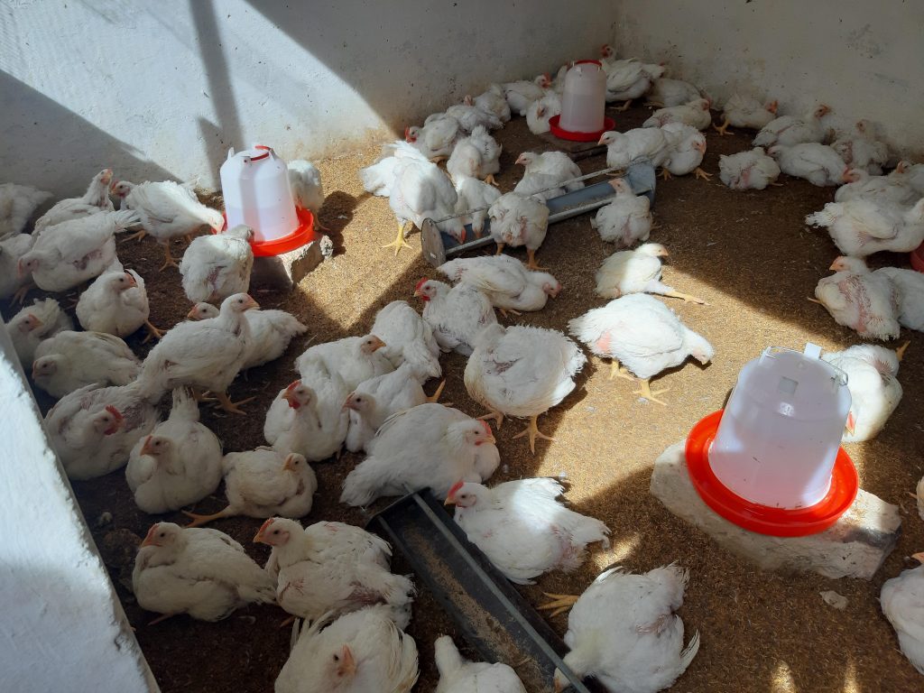 White Chickens at AYDA chicken farm